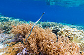 Ein ausgewachsener Gebänderter Seekrake (Laticauda colubrina), vor der Insel Bangka, vor der nordöstlichen Spitze von Sulawesi, Indonesien, Südostasien, Asien