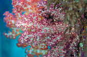 Weichkoralle der Gattung Scleronephthya in den flachen Riffen vor Sauwaderek Village Reef, Raja Ampat, Indonesien, Südostasien, Asien