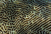 Nahaufnahme von Korallenpolypen, das Hausriff von Murex Bangka, Bangka Island, nahe Manado Sulawesi, Indonesien, Südostasien, Asien