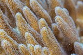 Close up of coral polyps, the house reef at Kawe Island, Raja Ampat, Indonesia, Southeast Asia, Asia\n