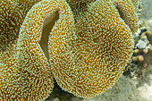 Close up of coral polyps, the house reef at Murex Bangka, Bangka Island, near Manado Sulawesi, Indonesia, Southeast Asia, Asia\n