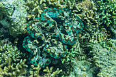 Riesige Tridacna-Muscheln, Gattung Tridacna, in den flachen Riffen vor den Äquatorinseln, Raja Ampat, Indonesien, Südostasien, Asien