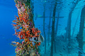 Encrusting sponges, soft corals, and other invertabrates living on pilings on Arborek Reef, Raja Ampa, Indonesia, Southeast Asia, Asia\n