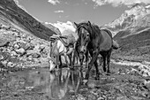 Horses approaching the camera on a mountain road, drinking from a puddle, Himalayas, India, Asia\n