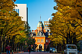 Sapporo town hall with beautiful autumn ginko trees, Sapporo, Hokkaido, Japan, Asia\n