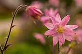 France, Somme, Valley of Authie, Columbine, Argoules, the Valloires gardens are botanical and landscaped gardens on the grounds of the old Cistercian abbey of Valloires on an area of 8 hectares and labeled remarkable garden\n