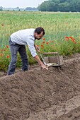 France, Indre et Loire,Courcoué, picking asparagus\n