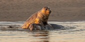 "Frankreich, Pas de Calais, Authie-Bucht, Berck sur Mer, Kegelrobbenspiele (Halichoerus grypus), zu Beginn des Herbstes ist es üblich, Kegelrobben zu beobachten, die untereinander einen Kampf simulieren; dies ist auch ein Zeichen dafür, dass sich die Paarungszeit nähert"