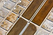 France, Charente Maritime, Ile de Re, Ars en Re, salt worker collecting the salt flower in the salt marshes (aerial view)\n