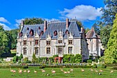 France, Seine-Maritime, Clères, the castle and the zoological park where pink flamingos (Phoenicopterus chilensis) are living\n