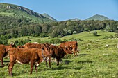 France, Puy de Dome, Chastreix, Remi Fargeix and his Salers cows, Parc Naturel Regional des Volcans d'Auvergne (Regional Nature Park of Auvergne Volcanoes), Massif du Sancy, Natural Reserve of Vallee de la Fontaine Salee\n