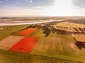 Frankreich, Somme, Bucht der Somme, Saint-Valery-sur-Somme, Die Mohnfelder zwischen Saint-Valery-sur-Somme und Pendé sind zu einer echten Touristenattraktion geworden und viele Menschen kommen, um dort zu fotografieren (Luftaufnahme)