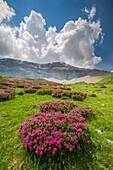 Frankreich, Hautes Alpes, Nationalpark Ecrins, Champsaur, Drac Noir Tal, Prapic, blühende Alpenrose (Rhododendron ferrugineum)
