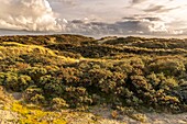 Frankreich, Somme, Quend-Plage, Die Dünen von Marquenterre am Ende des Tages zwischen zwei Regenschauern im Herbst, die Sanddornsträucher sind mit ihren orangefarbenen Beeren bedeckt