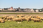 "Frankreich, Somme, Somme-Bucht, Saint Valery sur Somme, Kap Hornu, Schafe auf gesalzenen Wiesen gegenüber von Le Crotoy; die Schafe im Vorland sind eine kontrollierte Herkunftsbezeichnung (COA) mit der Verpflichtung, mehrere Monate im Jahr halophile Pflanzen zu weiden"