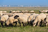 Frankreich, Somme, Baie de Somme, Cap Hornu, Schafe auf gesalzenen Wiesen in der Baie de Somme