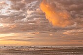 Frankreich, Somme, Quend-Plage, Der Strand von Quend-Plage am Ende des Tages, während sich der Himmel durch den Sonnenuntergang färbt und die Möwen bei Flut auf Nahrungssuche im Meer gehen