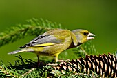 France, Doubs, bird, Greenfinch (Carduelis chloris) on a pine cone\n
