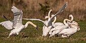 Frankreich, Somme, Baie de Somme, Le Crotoy, Höckerschwan (Cygnus olor - Höckerschwan), der sein Revier verteidigt, während eine Gruppe junger Schwäne auf dem Teich landet, wo er sein Nest gebaut hat