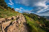 Frankreich, Ardeche, parc naturel régional des Monts d'Ardeche (Regionales Naturschutzgebiet der Berge der Ardeche), La Souche, Mont Aigu, Transhumanz auf dem Tanargue-Massiv