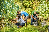 France, Pyrenees Atlantique, Basque Country, Irouleguy, Harvest in Arretxea Estate\n