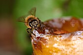 France, Territoire de Belfort, Belfort, orchard, European bee (Apis mellifera) on a fallen mirabelle plum\n