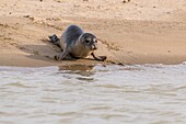 France, Somme, Baie de Somme, Le Hourdel, a young common seal (Phoca vitulina) comes to sleep on the sandbank sheltered from the waves\n