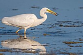France, Somme, Somme Bay, Le Crotoy, Crotoy Marsh, Great Egret (Ardea alba) fishing in the pond with a fish in its beak\n