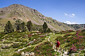 France, Hautes Pyrenees, hiker walking down to the refuge and lakes of Bastan, GR10 footpath\n