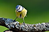 France, Doubs, bird, blue tit (Cyanistes caeruleus) perched on a root covered with lichens\n