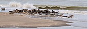 Frankreich, Somme, Somme-Bucht, Le Hourdel, Die Hourdel-Robbenkolonie auf der Sandbank, während starke Wellen kommen, um sie zu überfluten