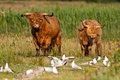 Frankreich, Somme, Somme-Bucht, Crotoy-Sumpf, Le Crotoy, Hochlandrinder (schottische Kuh) zur Pflege des Sumpfes und zur ökologischen Beweidung