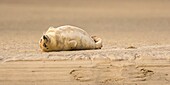 France, Pas de Calais, Opal Coast, Berck sur Mer, common seal (Phoca vitulina), seals are today one of the main tourist attractions of the Somme Bay and the Opal Coast\n