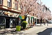 France, Bas Rhin, Strasbourg, Railway station district, rue de la Petite Course, cherry blossom\n