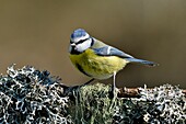 Frankreich, Doubs, Vogel, Blaumeise (Cyanistes caeruleus) auf einer mit Flechten bewachsenen Wurzel sitzend