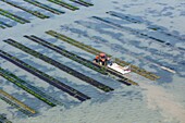 France, Vendee, La Gueriniere, tractor in the oysters park (aerial view)\n