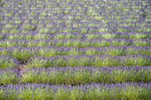 France, Drôme, regional natural park of Baronnies provençales, Montbrun-les-Bains, labeled the Most Beautiful Villages of France, field of lavender\n