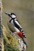 France, Doubs, bird, Great Spotted Woodpecker (Dendrocopos major) male on a trunk\n