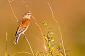 France, Somme, Bay of the Somme, Cayeux-sur-mer, The Hâble d'Ault,Common Linnet (Linaria cannabina )\n