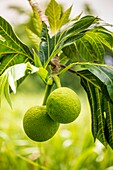 France, Caribbean, Lesser Antilles, Guadeloupe, Marie-Galante, Grand-Bourg, breadfruit\n