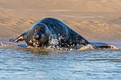 France, Pas de Calais, Opal Coast, Berck sur Mer, grey seal (Halichoerus grypus), seals are today one of the main tourist attractions of the Somme Bay and the Opal Coast\n