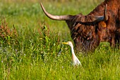France, Somme, Somme Bay, Crotoy marshes, Le Crotoy, Cattle egret (Bubulcus ibis Western Cattle Egret) and Scottish cow Higland Cattle\n