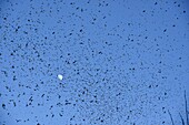 France, Doubs, Swiss border, bird, Chaffinch (Fringilla montifringilla) gathering in dormitory for the night, moon in the background, flying concentrate\n