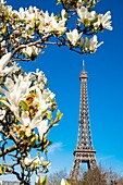 Frankreich, Paris, von der UNESCO zum Weltkulturerbe erklärt, der Champ de Mars und der Eiffelturm im Frühling