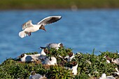 Frankreich, Somme, Baie de Somme, Le Crotoy, Der Sumpf von Crotoy beherbergt jedes Jahr eine Kolonie von Lachmöwen (Chroicocephalus ridibundus), die sich auf den Inseln in der Mitte der Teiche niederlassen, um zu nisten und sich fortzupflanzen