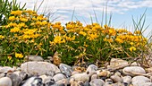 France, Somme, Baie de Somme, Cayeux sur Mer, The Hable d'Ault, birdsfoot trefoil(lotus)\n