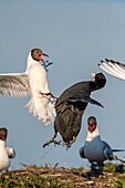 Frankreich, Somme, Somme-Bucht, Crotoy-Sumpf, Le Crotoy, jedes Jahr lässt sich eine Lachmöwenkolonie (Chroicocephalus ridibundus) auf den kleinen Inseln des Crotoy-Sumpfes nieder, um dort zu nisten und sich fortzupflanzen, dann kommt es häufig zu Konflikten, vor allem, wenn ein Blässhuhn beschließt, an der gleichen Stelle zu nisten