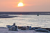 France, Somme, Bay of the Somme, The hourdel, common seals in the channel of the Somme\n