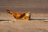 Frankreich, Pas de Calais, Opalküste, Berck sur Mer, Seehund (Phoca vitulina), Seehunde sind heute eine der Haupttouristenattraktionen in der Somme-Bucht und an der Opalküste