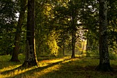France, Somme, Crécy-en-Ponthieu, Crécy Forest, ray of light between the beeches\n